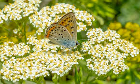 Attēlu rezultāti vaicājumam “Lycaena alciphron underside”