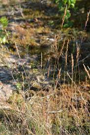 Attēlu rezultāti vaicājumam “Agrostis canina”