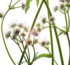 Attēlu rezultāti vaicājumam “Sanicula europaea fruit”