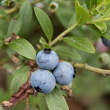 Attēlu rezultāti vaicājumam “Vaccinium angustifolium”