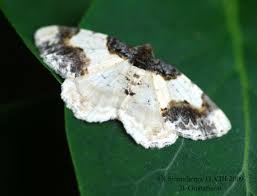 Attēlu rezultāti vaicājumam “Ligdia adustata”