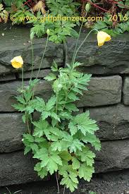 Image result for Scheinmohn