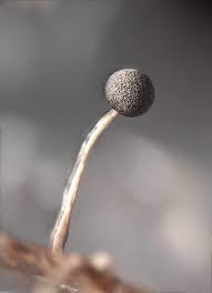 Attēlu rezultāti vaicājumam “Stemonitis marjana”