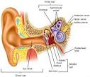 Ear Infection - Ear, Nose, Throat &amp; Allergy Specialists, ENT ...