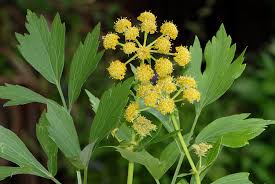 Image result for Liebstöckel