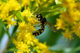 Attēlu rezultāti vaicājumam “Cerceris arenaria”