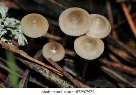 Attēlu rezultāti vaicājumam “Mycena amicta”