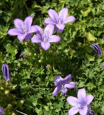 Image result for Campanula affinis