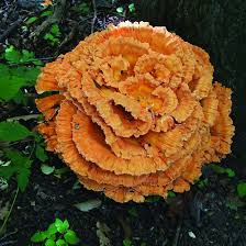 Attēlu rezultāti vaicājumam “Laetiporus sulphureus”