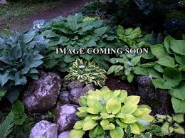 Attēlu rezultāti vaicājumam “Hosta sp. flower”