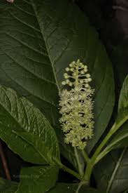 Attēlu rezultāti vaicājumam “Phytolacca acinosa leaf”