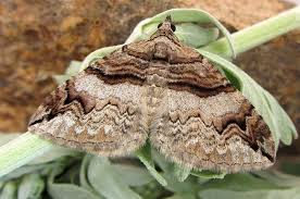 Attēlu rezultāti vaicājumam “Pareulype berberata”