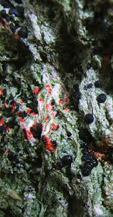 Attēlu rezultāti vaicājumam “Mycoblastus sanguinarius”