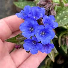 Attēlu rezultāti vaicājumam “Pulmonaria obscura flower”
