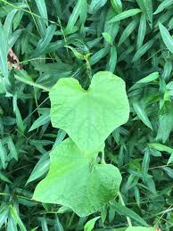 Attēlu rezultāti vaicājumam “Menispermum dauricum leaf”