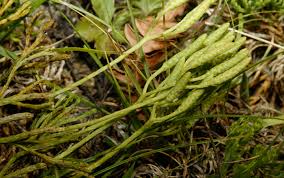 Attēlu rezultāti vaicājumam “Diphasium complanatum”