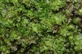 Attēlu rezultāti vaicājumam “Fossombronia wondraczekii”