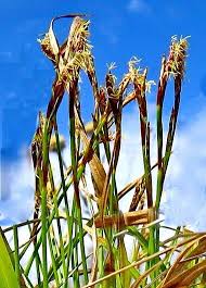 Attēlu rezultāti vaicājumam “Carex ornithopoda leaf”
