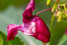 Attēlu rezultāti vaicājumam “Balsaminaceae”