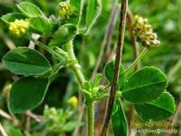 Attēlu rezultāti vaicājumam “Medicago lupulina leaf”