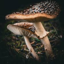 Attēlu rezultāti vaicājumam “Amanita regalis”