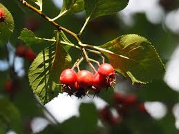 Attēlu rezultāti vaicājumam “Crataegus persimilis”
