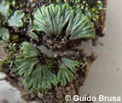 Attēlu rezultāti vaicājumam “Riccia bifurca”