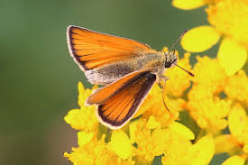 Attēlu rezultāti vaicājumam “Thymelicus sylvestris underside”