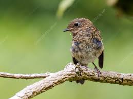Attēlu rezultāti vaicājumam “Erithacus rubecula juvenile”