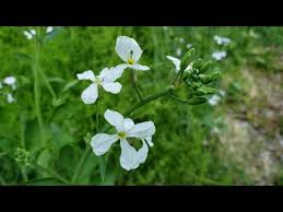 Attēlu rezultāti vaicājumam “Cruciferae”