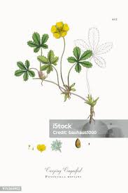 Attēlu rezultāti vaicājumam “Potentilla reptans leaf”