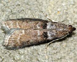 Attēlu rezultāti vaicājumam “Ortholepis betulae”