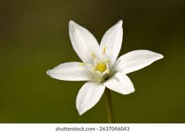 Attēlu rezultāti vaicājumam “Ornithogalum umbellatum flower”