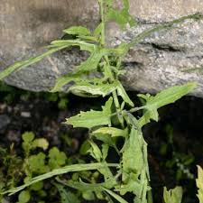 Attēlu rezultāti vaicājumam “Sisymbrium volgense”