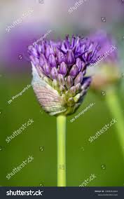 Attēlu rezultāti vaicājumam “Allium cepa bud”