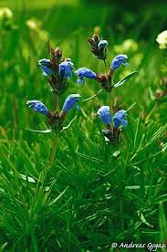 Attēlu rezultāti vaicājumam “Dracocephalum ruyschiana”