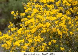 Attēlu rezultāti vaicājumam “Cytisus scoparius leaf”