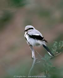 Attēlu rezultāti vaicājumam “Lanius excubitor adult”