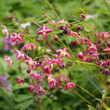 Attēlu rezultāti vaicājumam “Epimedium alpinum  flower”