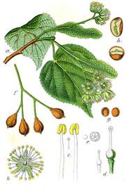 Attēlu rezultāti vaicājumam “Tilia cordata”