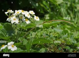 Attēlu rezultāti vaicājumam “Fragaria moschata flower”