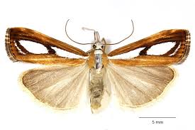 Attēlu rezultāti vaicājumam “Catoptria margaritella”