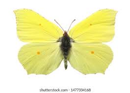 Attēlu rezultāti vaicājumam “Gonepteryx rhamni male”