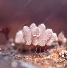 Attēlu rezultāti vaicājumam “Arcyria minuta stalked”