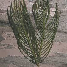 Attēlu rezultāti vaicājumam “Myriophyllum spicatum”