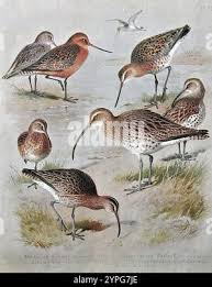 Image result for Numenius tenuirostris