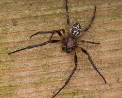 Attēlu rezultāti vaicājumam “Larinioides cornutus male”