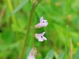 Attēlu rezultāti vaicājumam “Vicia hirsuta flower”