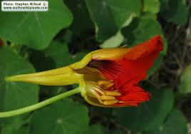 Attēlu rezultāti vaicājumam “Tropaeolum majus bud”
