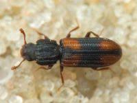 Attēlu rezultāti vaicājumam “Bitoma crenata”